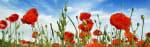 Lovely red flowers on a beautiful day - All About Living Banner