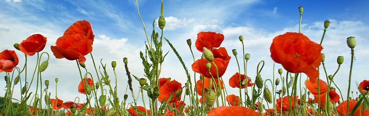 Encantadoras flores rojas en un hermoso día - Todo Sobre el Vivir La bandera